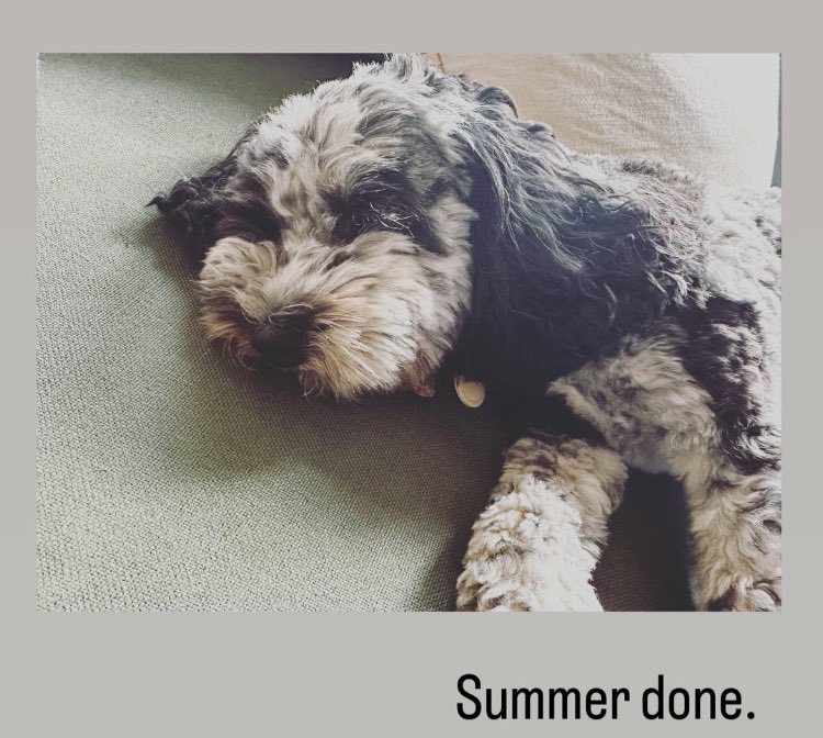 sheen365's tweet photo. *Michael has had a long summer and is ready for some long Fall naps!!!

(*The dog version of Michael who lives with the Tennants 😁😁😁) https://t.co/qQ2sjEo4LQ