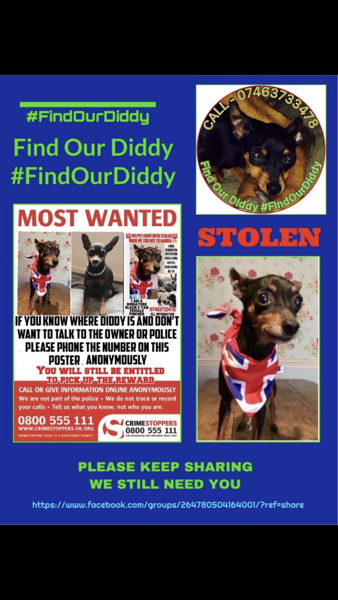 RachaelB100's tweet photo. #stolendoghour
DIDDY
βοΈ6 Years Sadly #Missing #Stolen from Garden
31st August 2018
Female Black/Tan Miniature #Pinscher
From Hare Hatch #Reading #Berkshire #RG10
Where is She?
Someone Somewhere Knows!
#Chipped #ScanThatChip
#PetTheft
#FindOurDiddy
https://t.co/dzuBpSQrBB https://t.co/1fGqgYjkUp