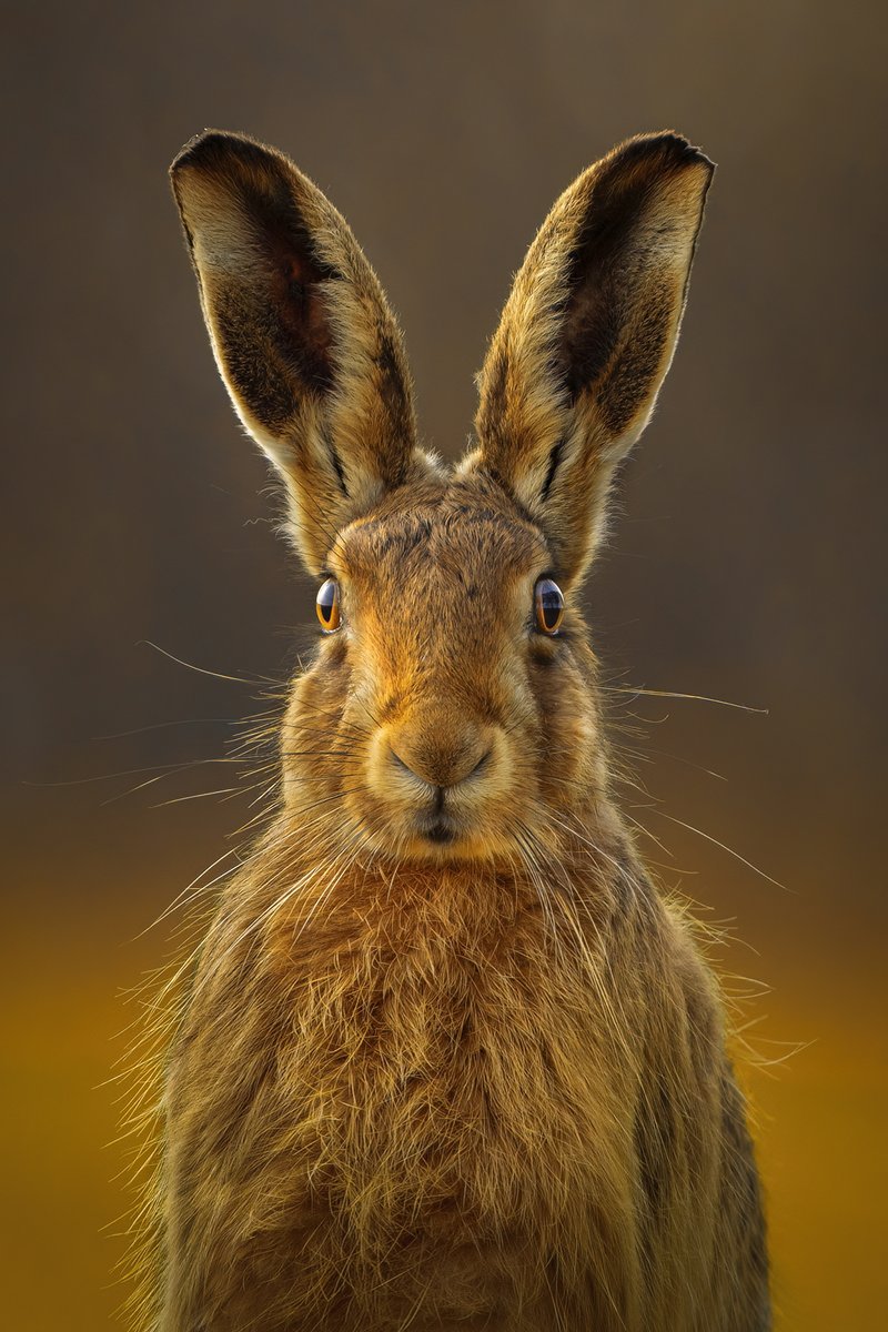 British Wildlife Photography Awards tweet media