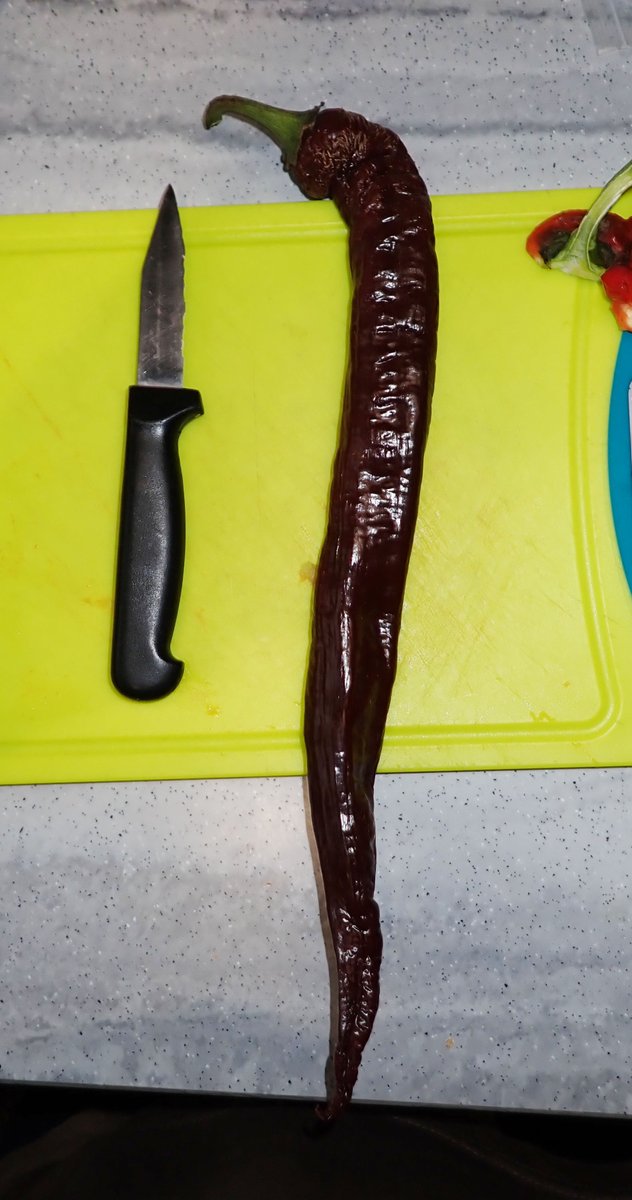 Seed saving Sunday - 1st ripe xl long brown sweet pepper from my 41cm line.  I sell seeds of these here - welshdragonchilli.weebly.com
Always add free extras and replace seeds if folks have any issues.