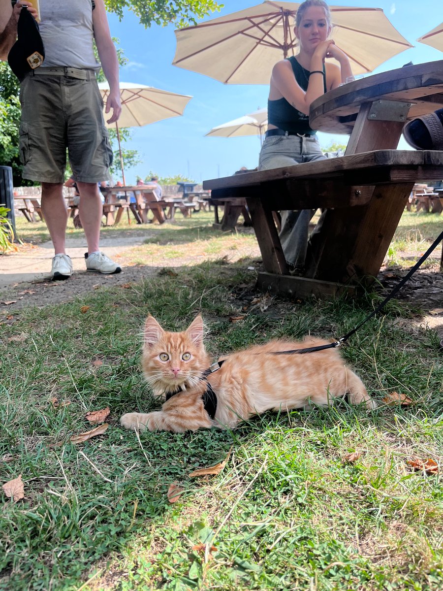 Bremner the kitten gracing the beer garden with his presence