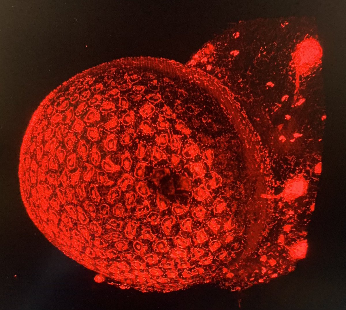 Dr Alon Douek tweet media