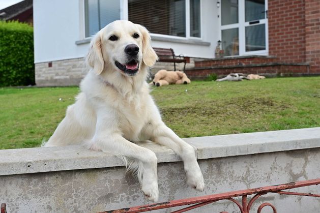 Belfast golden retriever goes viral after friendly interaction with binmen dlvr.it/TCftHQ