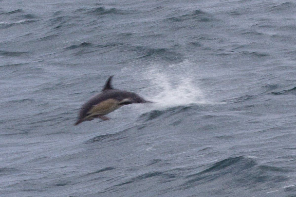 Another fab day out on the return ferry to Tiree from Oban. We passed by the <a href="/HWDT_org/">Hebridean Whale & Dolphin Trust</a> vessel Silurian (love whatever is happening on deck!), and I got one single photo of a common dolphin. Nat geo worthy I'm sure you'll agree