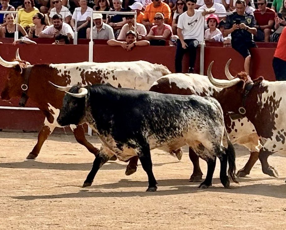RNunezTorero's tweet photo. 🟣 Está tarde nuevo compromiso en España:

📍Cerceda (Madrid)
🗓️ Domingo 1 de septiembre | 19:00 horas

🐂 Novillos de Ángel Luis Peña

⚔️ Rubén Núñez y Javier Zulueta https://t.co/0DE41CpRf9