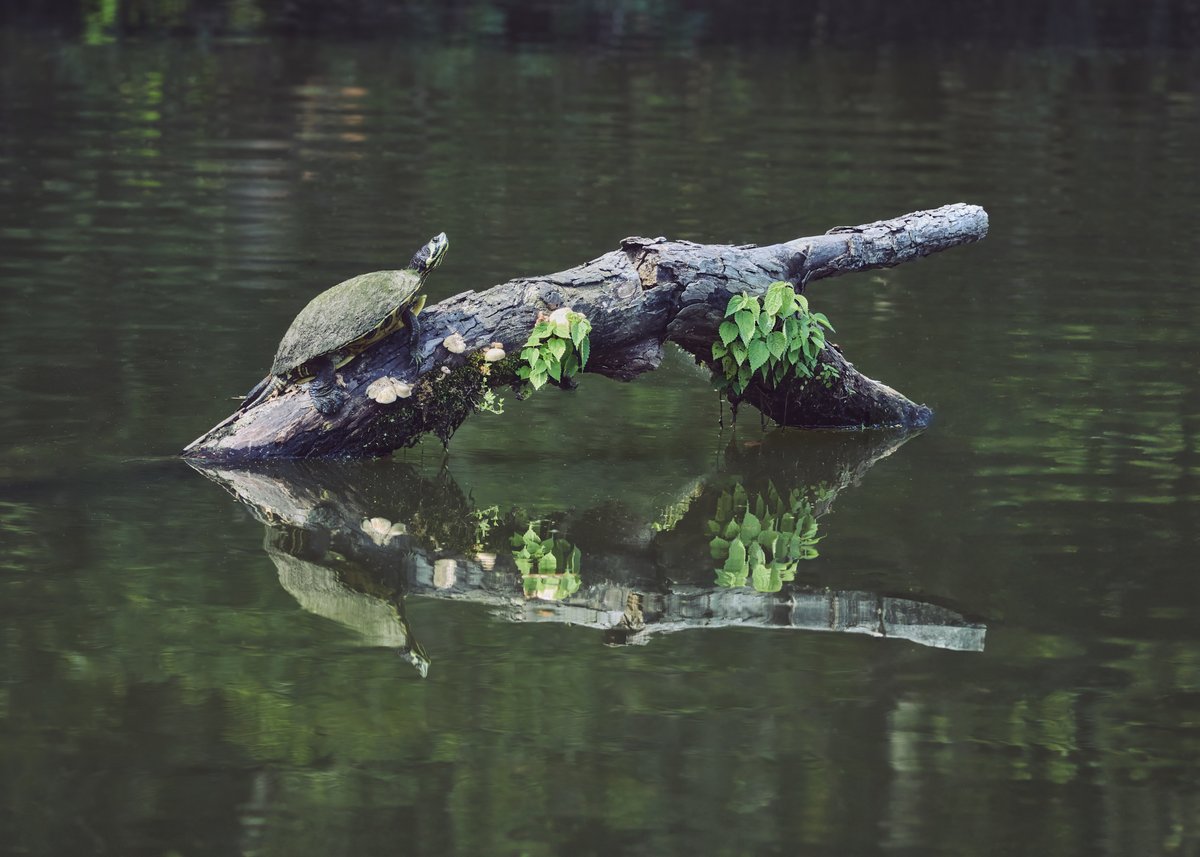 lowbassphotog's tweet photo. Looks like a pretty solid diving board... #yellowbelliedslider #trachemysscripta #turtle #reptile #herpetology #naturephotography #wildlifephotography #animalphotography #conservation #biodiversity #ecology #photography #appicoftheweek #canonfavpic #captureone #freshwater https://t.co/eUKlvjjtkn
