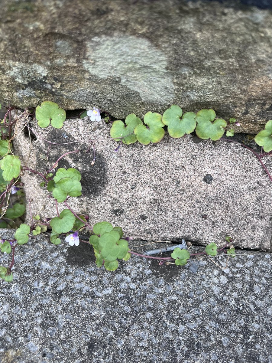 caladenia (10/52) tweet media