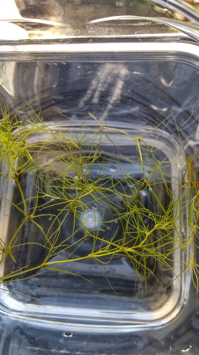 近所の田んぼの用水路でとった水草。
トリゲモの仲間ですか？
何の種類か教えてください！