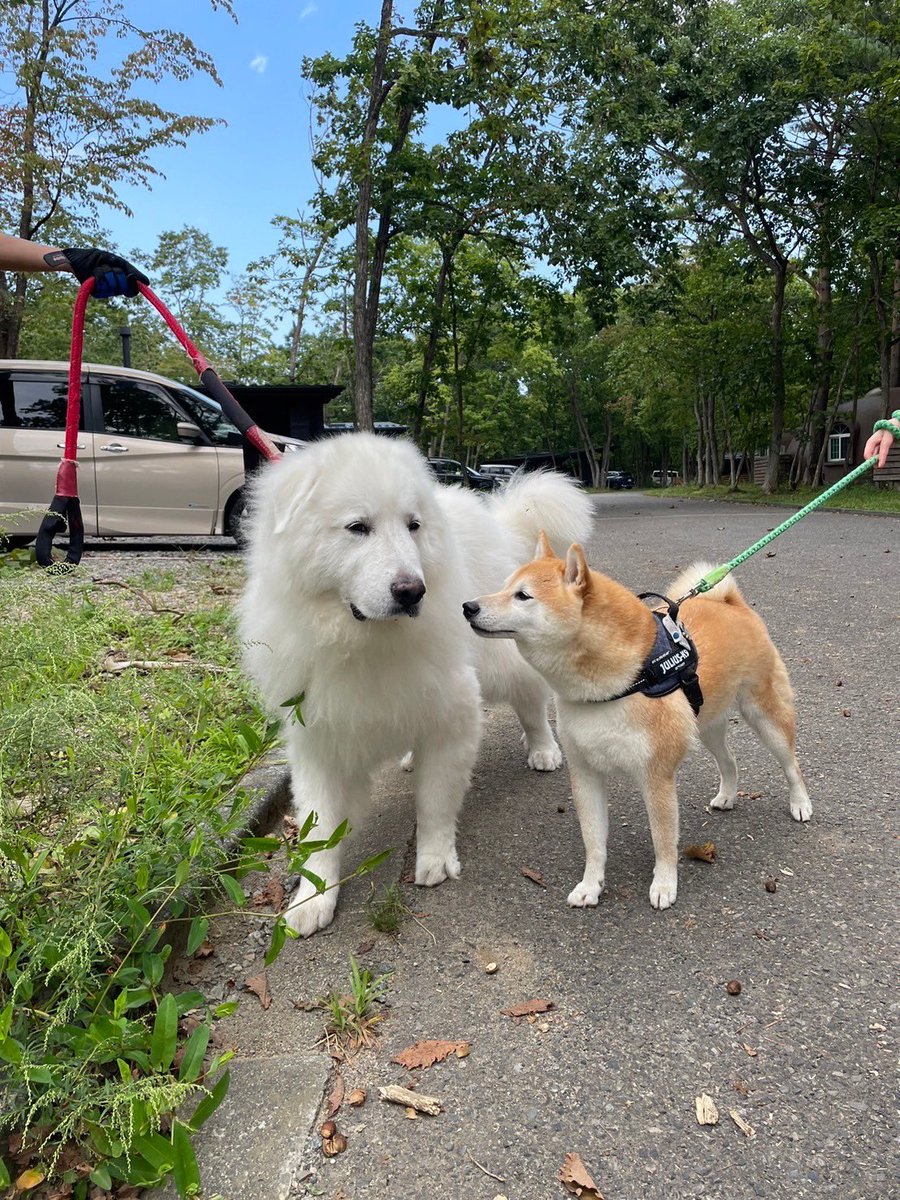 レイソル頑張れ⚽️ tweet media