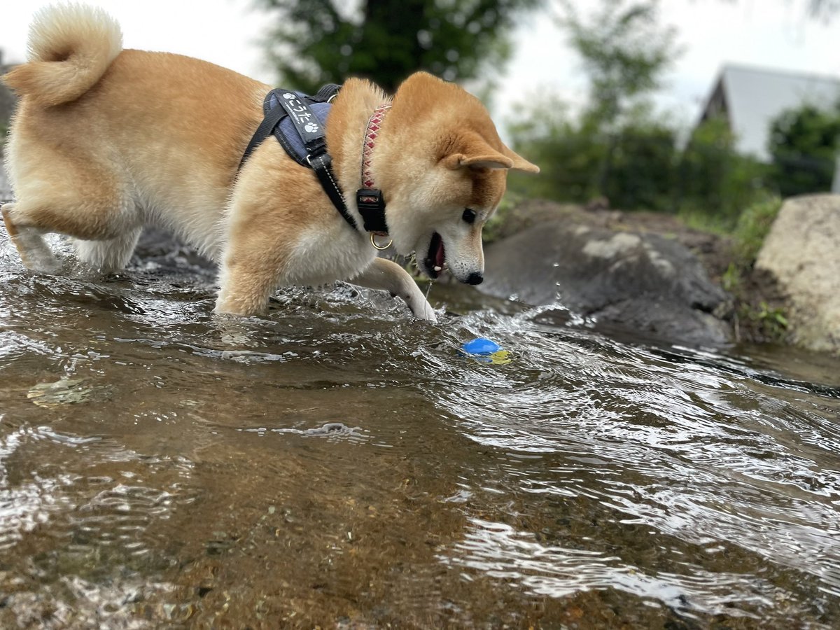 レイソル頑張れ⚽️ tweet media