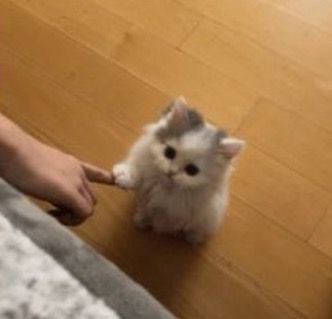 smol silly cat tweet media