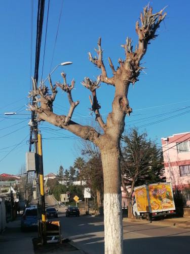 En #Quilpué ¿Tu candidato qué opina sobre la deficiente gestión del arbolado urbano?

Pide su compromiso para generar los cambios que se necesitan