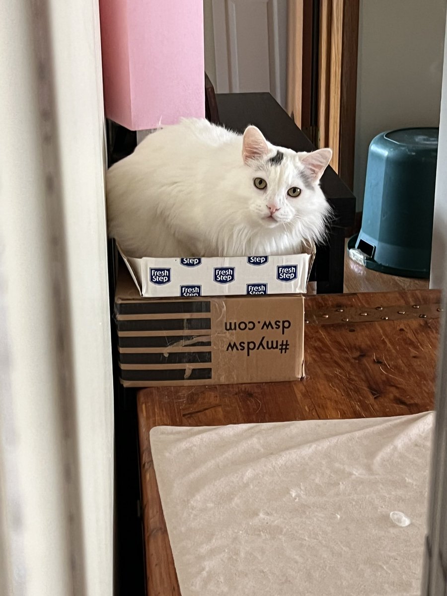 BitchestheCat's tweet photo. #currentcatus https://t.co/VSGw46lDH0
