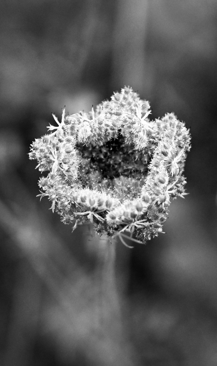 JohnH14458271's tweet photo. Black and White Macro. #BlackandWhiteMacro #ThePhotoHour #macro #NaturePhotography #macrophotography
@UKNikon #Nikon6ii #Sigma_105 https://t.co/fLnRWjKF3x