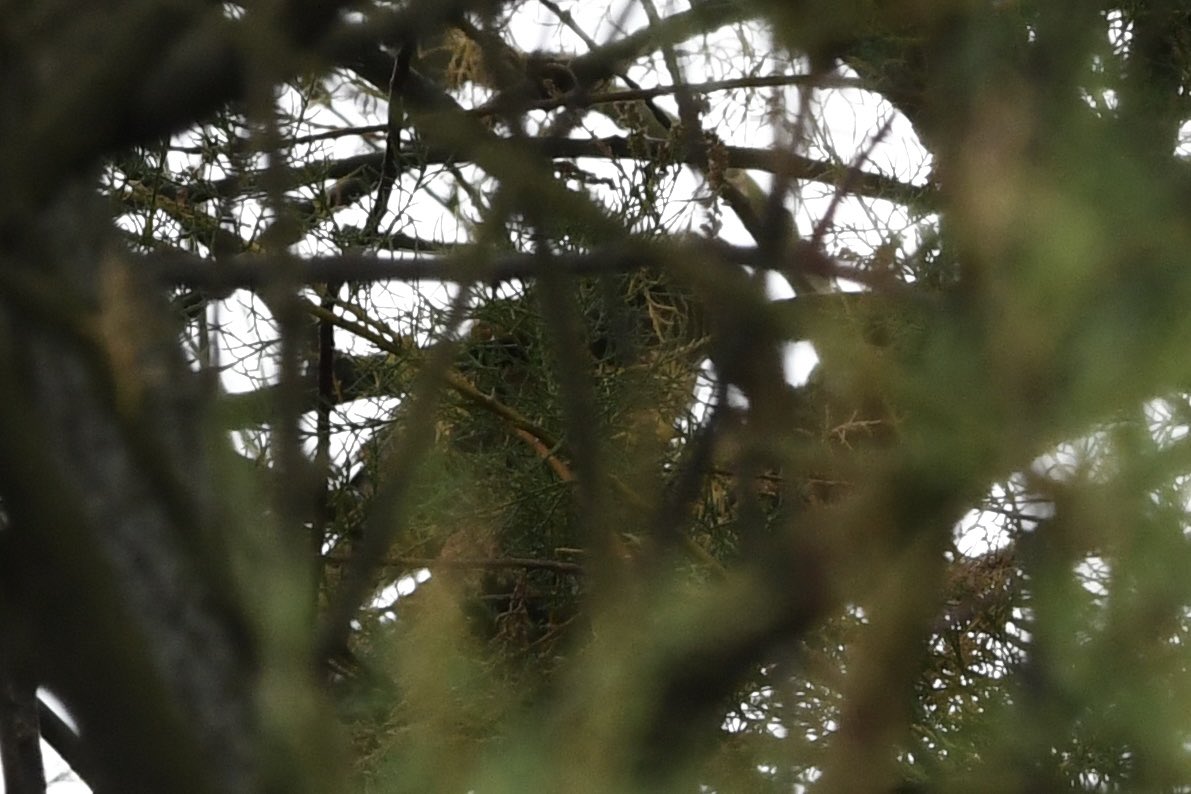 Stan Davis tweet media