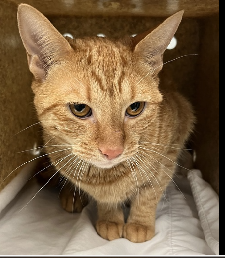 JLthekid9999's tweet photo. ππ HAZEL, 3 YO, MALE β IN QUEENS ACC - came into the shelter as an owner surrender on 8/17/2024, with the surrender reason stated as person circumstance- moving - no pets allowed. π πΏ πΏ πΏ πΏ
β‘οΈTBD 9/10/24
β‘οΈ NEW HOPE RESCUE ONLY
β‘οΈ TOO LOW ON PLEDGES
β‘οΈ ππ 3RD Chance on Emergency Placement List β LITTLE ROOM IN SHELTER β WILL NOT BE GIVEN MUCH MORE TIME β VERY HIGH EU/SILENT KILL RISKβ ππ π±π₯π₯π±
β‘οΈ 23 DAYS IN SHELTER
β‘οΈ HAZEL IS ON THE EPL FOR BEHAVIORAL REASONS β She is not thriving in the care center and continues to display distance-increasing behavior when approached for interactions. She has not warmed up despite staff using treats to build a positive association. Her previous owner reports that she was very active, playful, and preferred contact on her own terms. Due to her stress levels, it is in her best interest to move out of the kennel environment and into a stable home as quickly as possible. She would do best in a home with adopters who are willing to give him plenty of time and space to adjust, and who have experience with helping a fearful cat adjust to stranger. This designation often means the cat is given very little time for rescue/foster/adoption. π₯π₯π₯π₯
HAZEL is displaying behaviors that preclude placement in the adoptions room and/or may require further investigation before placement in a home. She has tried to swat, bite, is extremely fearful in the shelter environment, and does not currently tolerate petting or handling. The behavior department feels that placement with a New Hope Partner is the best option at this time. ππΏ
NEEDS OUT OF SHELTER ASAP β
Please RT or pledge, if you can, to save this little one.
@AdamsPaulGrimke
@Love_Cats_One
ππΏπThank you