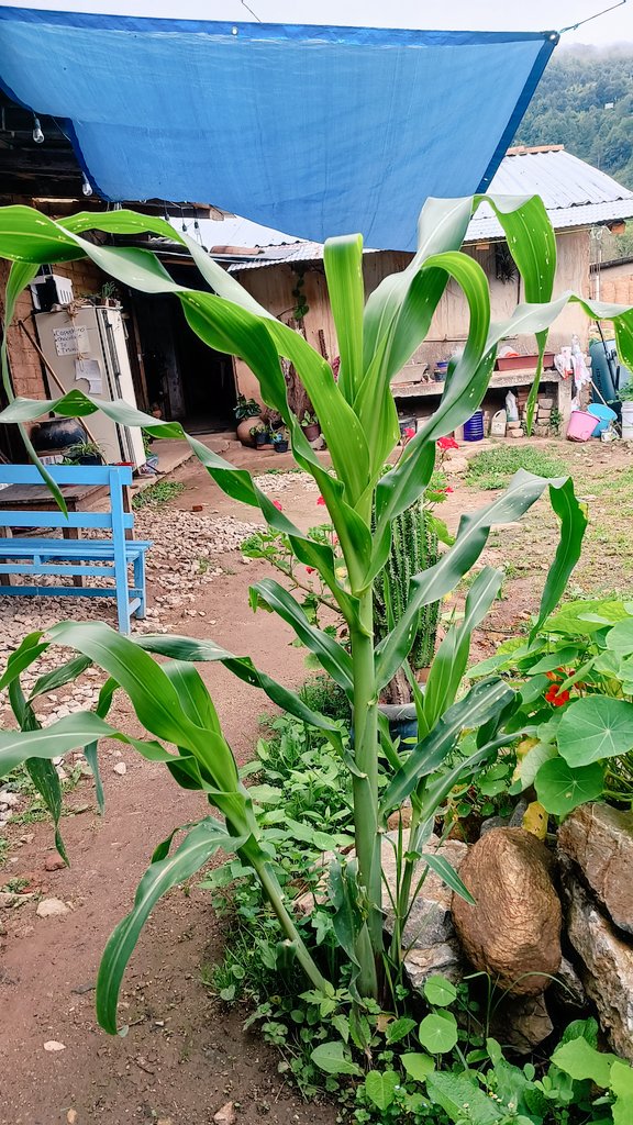 Y la naturaleza o algún animalito nos dejó unas milpitas en la cafetería. Tendremos la fortuna de unos elotes. 💗💚🌽🌱