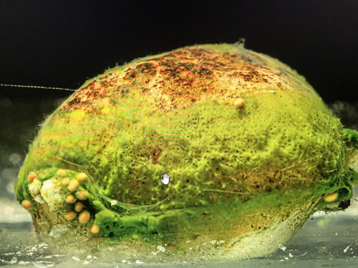 Carlos Lasso (@classoalcala) on Twitter photo No es un pan de bono con moho u otros hongos: es una esponja de agua dulce de Caño Cristales (La Macarena) con gemulas reproductivas. Pronto en libro de Macroinvertebrados acuáticos como bioindicadores. Gracias <a href="/acadcienciacol/">AcadColdeCiencias</a> <a href="/inst_humboldt/">Instituto Humboldt</a>. <a href="/Mikolji/">Mikolji</a> 🇻🇪 No es un pan de bono con moho u otros hongos: es una esponja de agua dulce de Caño Cristales (La Macarena) con gemulas reproductivas. Pronto en libro de Macroinvertebrados acuáticos como bioindicadores. Gracias <a href="/acadcienciacol/">AcadColdeCiencias</a> <a href="/inst_humboldt/">Instituto Humboldt</a>. <a href="/Mikolji/">Mikolji</a> 🇻🇪