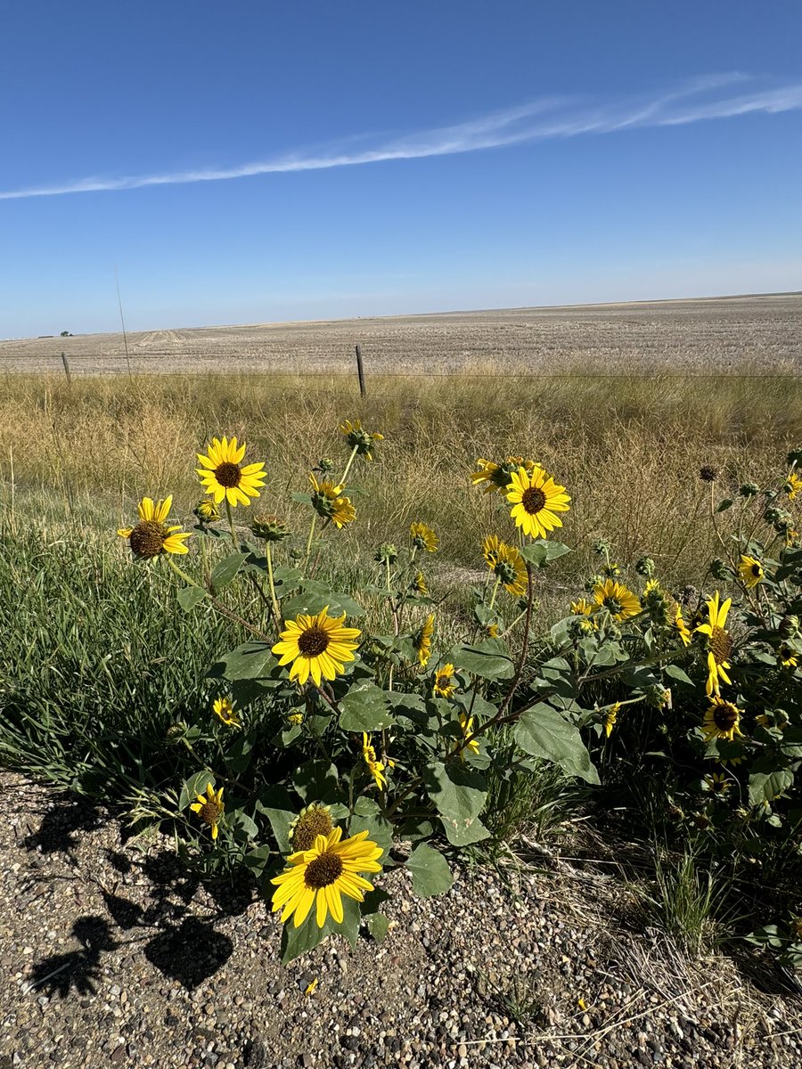 Turn me loose, set me free
Somewhere in the middle of Montana
And give me all I've got coming to me
And keep your retirement
And your so-called social security
Big City, turn me loose and set me free

Merle Haggard / “Big City” released Oct 1, 1981