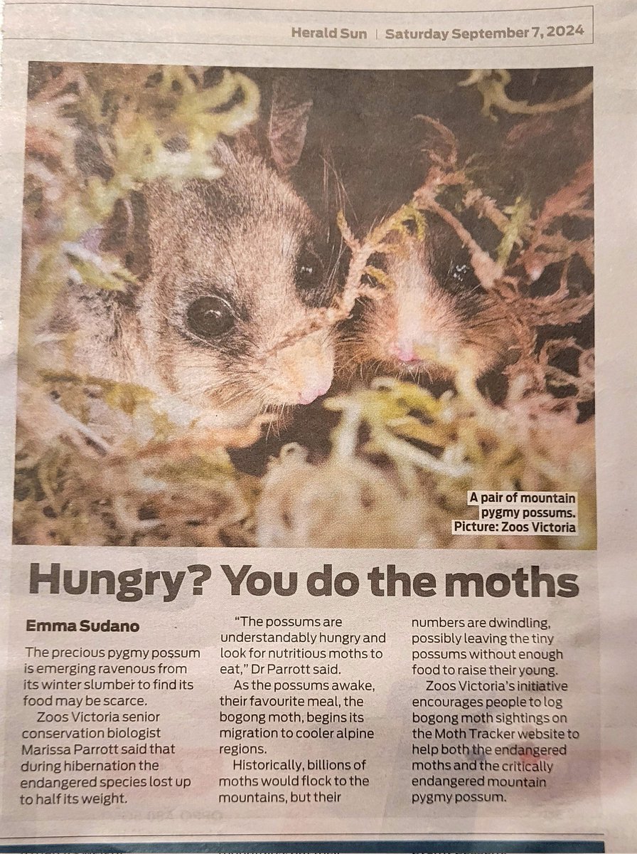 Dr Marissa Parrott (@drmparrott) on Twitter photo How wonderful to be talking about Mountain Pygmy-possums, Bogong Moths & how everyone can help in <a href="/theheraldsun/">Herald Sun</a> for #threatenedspeciesday. Remember to log your sightings of Bogong Moths on Moth Tracker! <a href="/ZoosVictoria/">Zoos Victoria</a>
#MothTracker How wonderful to be talking about Mountain Pygmy-possums, Bogong Moths & how everyone can help in <a href="/theheraldsun/">Herald Sun</a> for #threatenedspeciesday. Remember to log your sightings of Bogong Moths on Moth Tracker! <a href="/ZoosVictoria/">Zoos Victoria</a>
#MothTracker