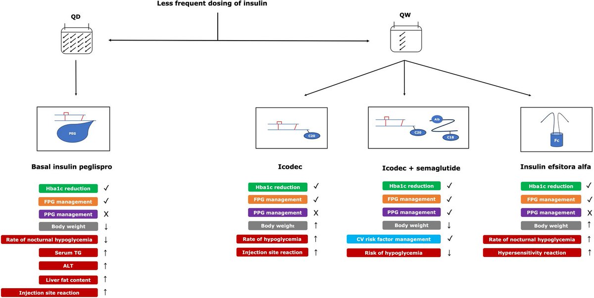 MetinSokmenMD's tweet image. 🔔In a first-of-its-kind fixed dose study, once weekly insulin #efsitora alfa leads to A1C reduction similar to daily insulin

Eli Lilly and Company (NYSE: $LLY) today announced positive topline results from the QWINT-1 and QWINT-3 phase 3 clinical trials evaluating once weekly