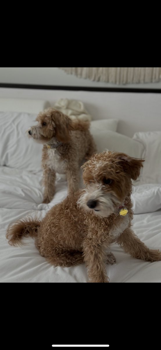 Happy 1yr Birthday Georgie + Stanley Tucci!