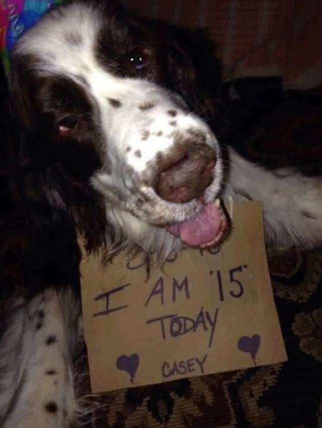 Best in Dogs tweet media