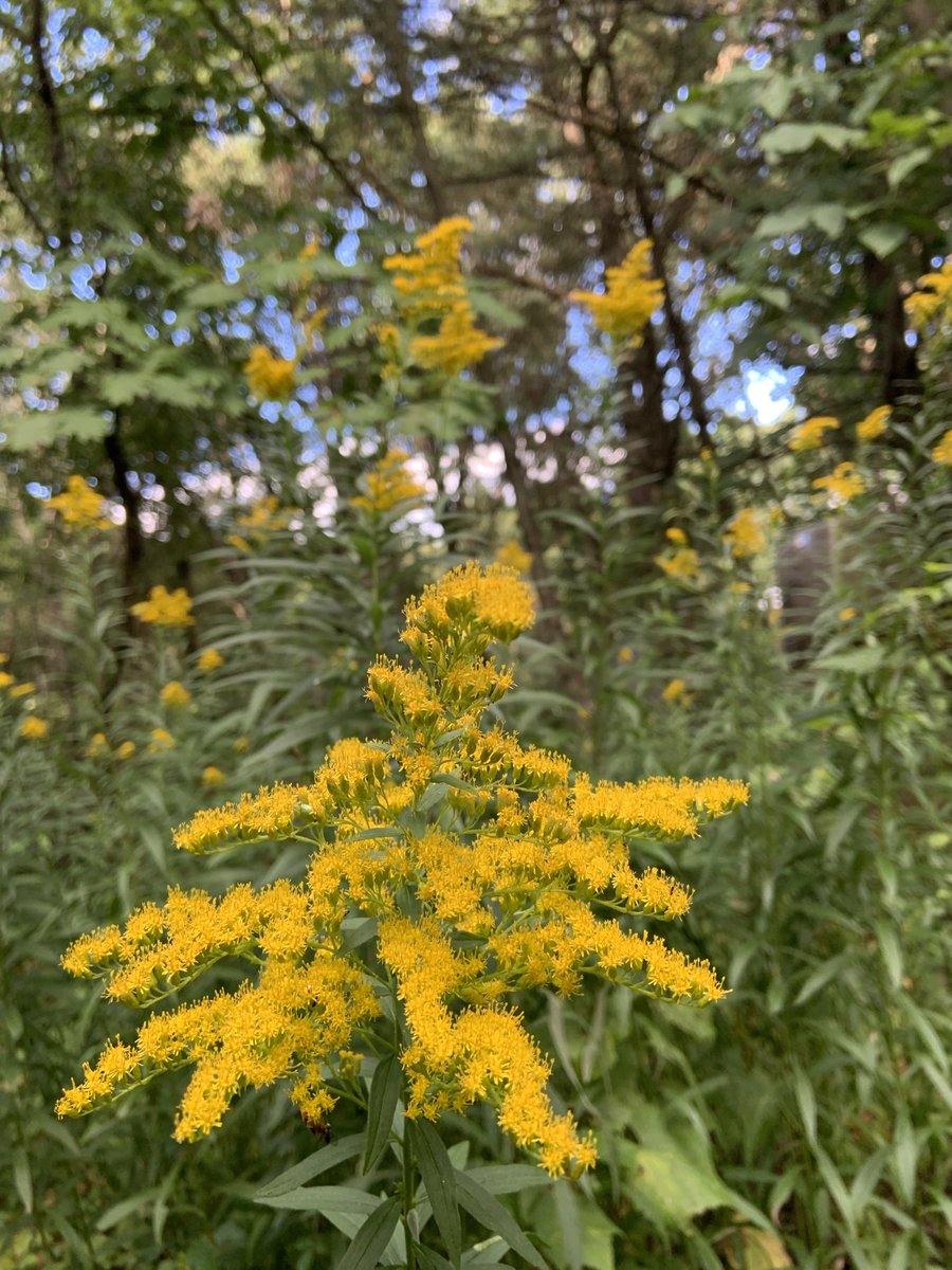 Goldenrod blooming in a new spot this year.

#SundayYellow #Gardening