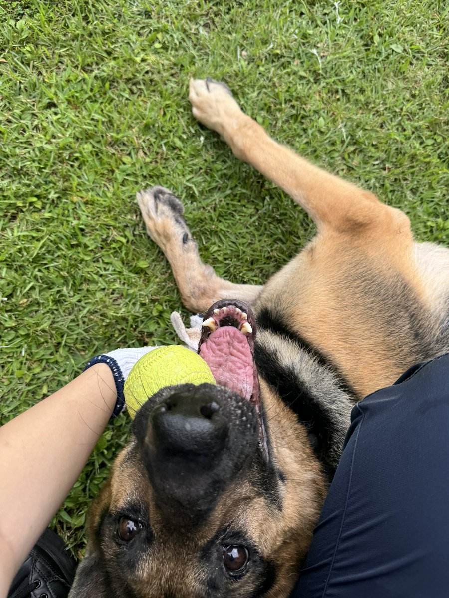 ito636's tweet photo. ���しさ120%のでかい犬 https://t.co/QtruXM7Rfg