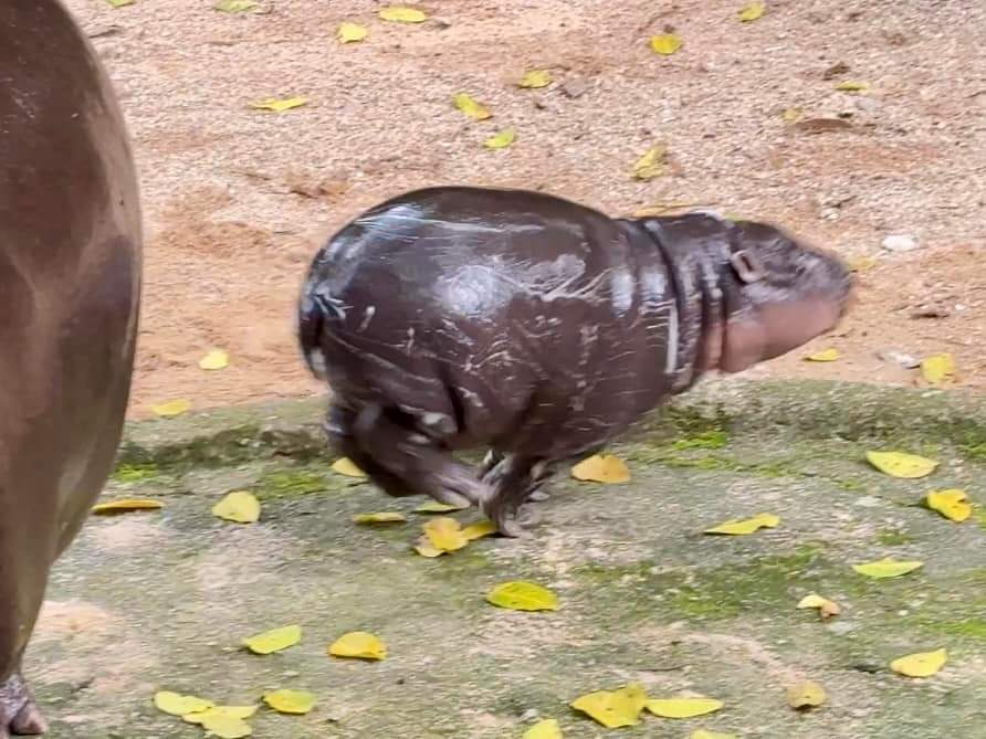 KhaokheowZoo's tweet image. ใครไม่เด้ง #หมูเด้ง
.
#เทรนด์วันนี้ 
#ที่เป็นกระแส 
#ไวรัล
#น้องหมูเด้ง
#สมาชิกใหม่
#ลูกฮิปโปโปแคระ
#ฮิปโป #น่ารัก
#Khaokheowopenzoo
#PygmyHippopotamus #Hippo
#สวนสัตว์เปิดเขาเขียว #ชลบุรี