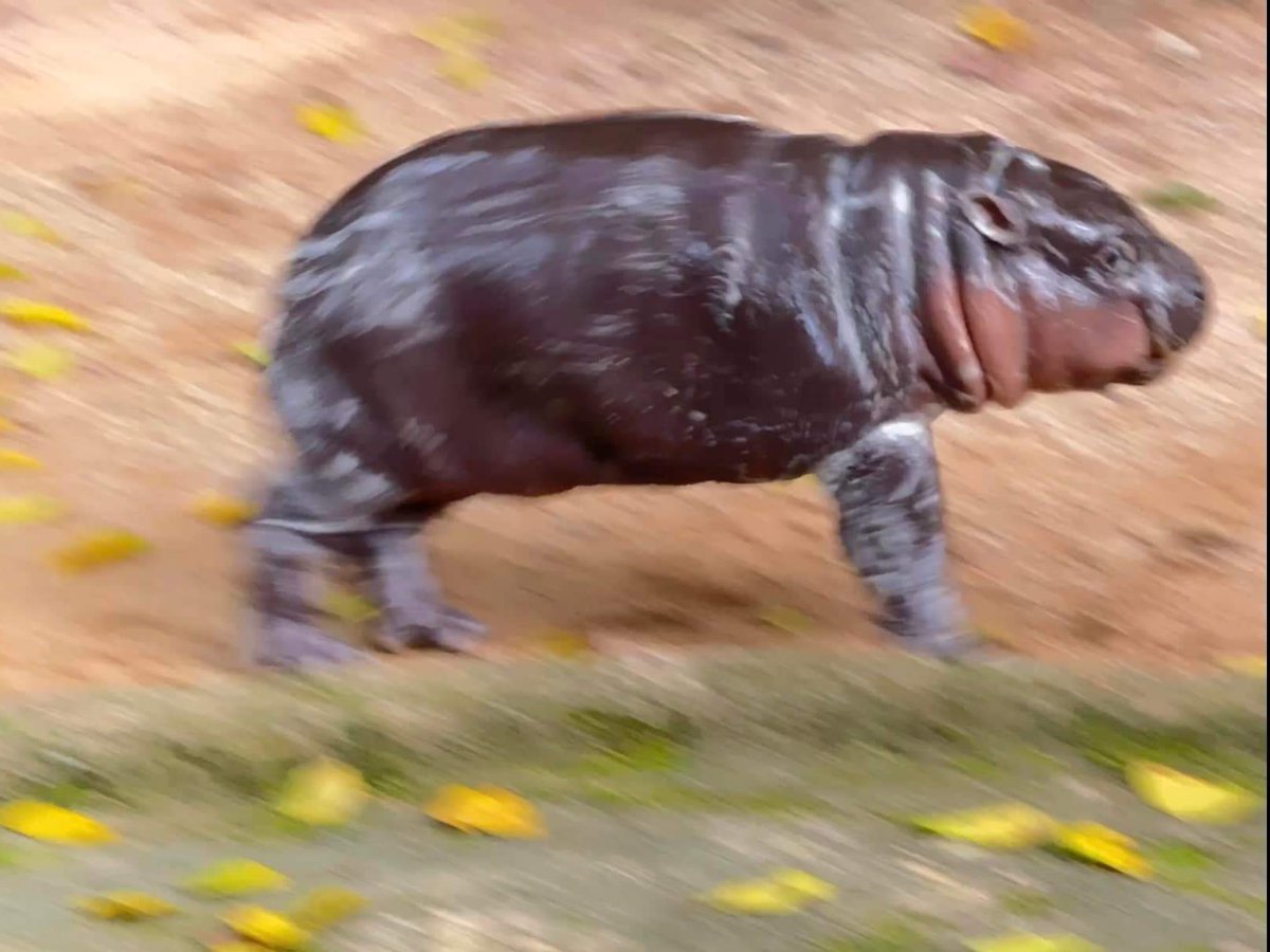 KhaokheowZoo's tweet image. ใครไม่เด้ง #หมูเด้ง
.
#เทรนด์วันนี้ 
#ที่เป็นกระแส 
#ไวรัล
#น้องหมูเด้ง
#สมาชิกใหม่
#ลูกฮิปโปโปแคระ
#ฮิปโป #น่ารัก
#Khaokheowopenzoo
#PygmyHippopotamus #Hippo
#สวนสัตว์เปิดเขาเขียว #ชลบุรี