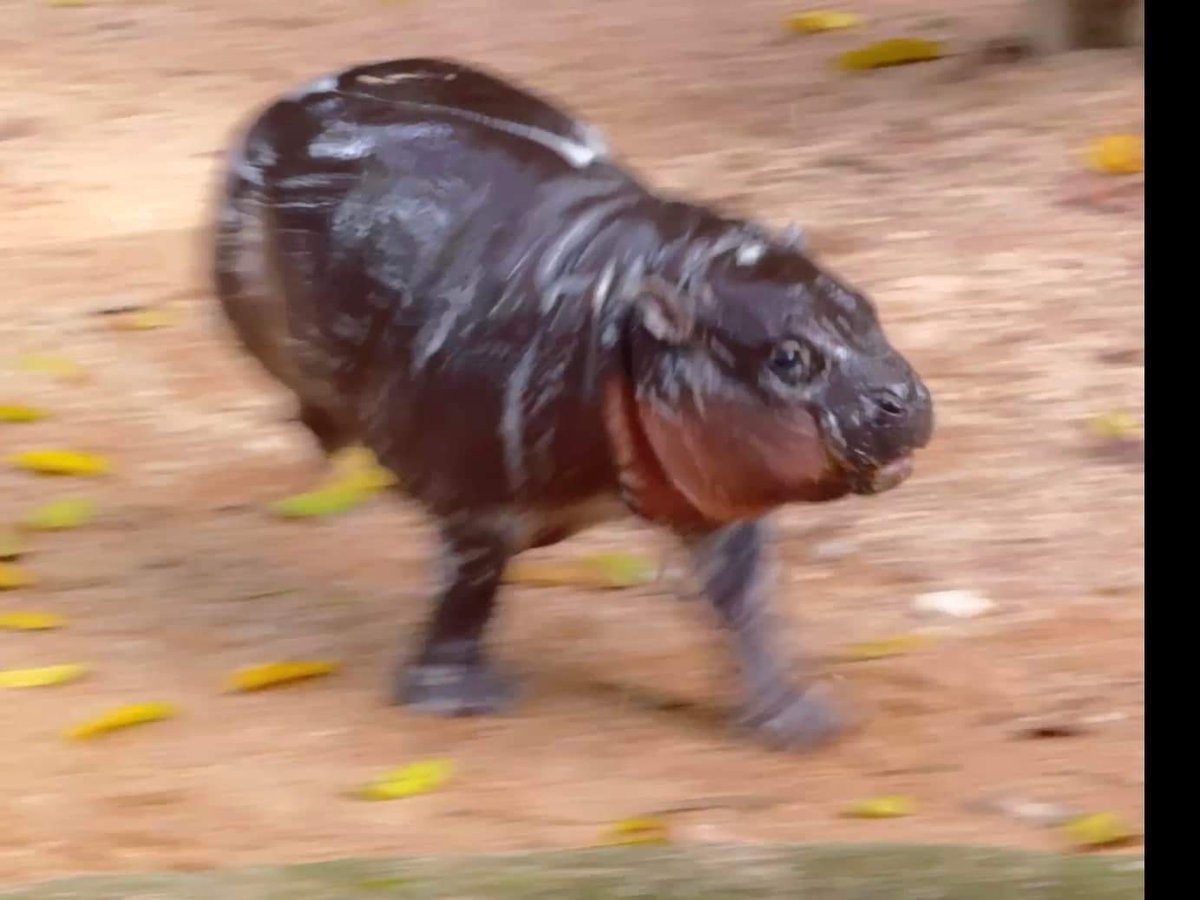 KhaokheowZoo's tweet image. ใครไม่เด้ง #หมูเด้ง
.
#เทรนด์วันนี้ 
#ที่เป็นกระแส 
#ไวรัล
#น้องหมูเด้ง
#สมาชิกใหม่
#ลูกฮิปโปโปแคระ
#ฮิปโป #น่ารัก
#Khaokheowopenzoo
#PygmyHippopotamus #Hippo
#สวนสัตว์เปิดเขาเขียว #ชลบุรี