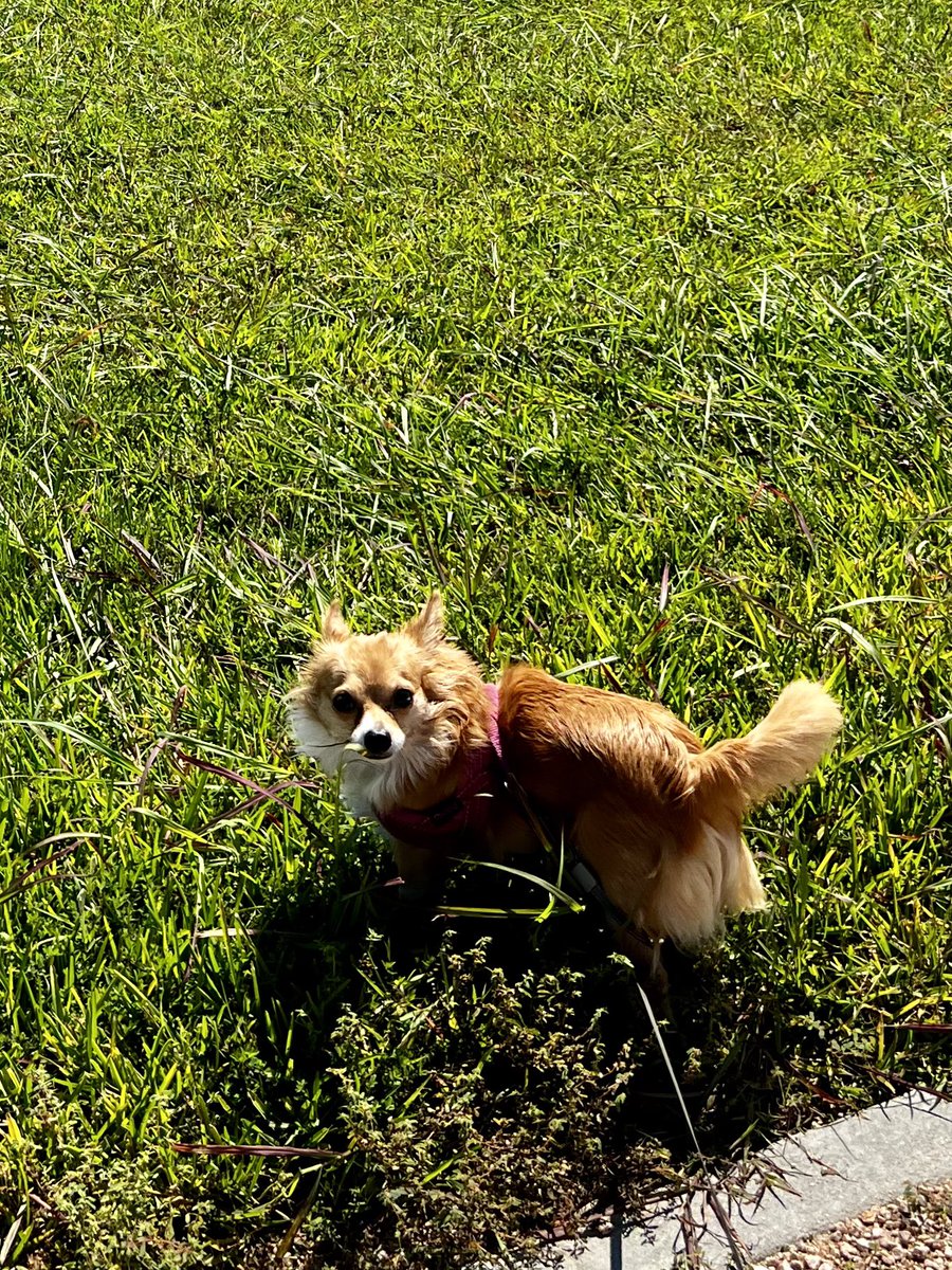 Maryway25's tweet photo. I didn’t eat nothin momma, nada thing🤔🙄🐶🌱 I’ll just look away so momma won’t notice me🤭 #guiltyface https://t.co/eG7MJQLctb