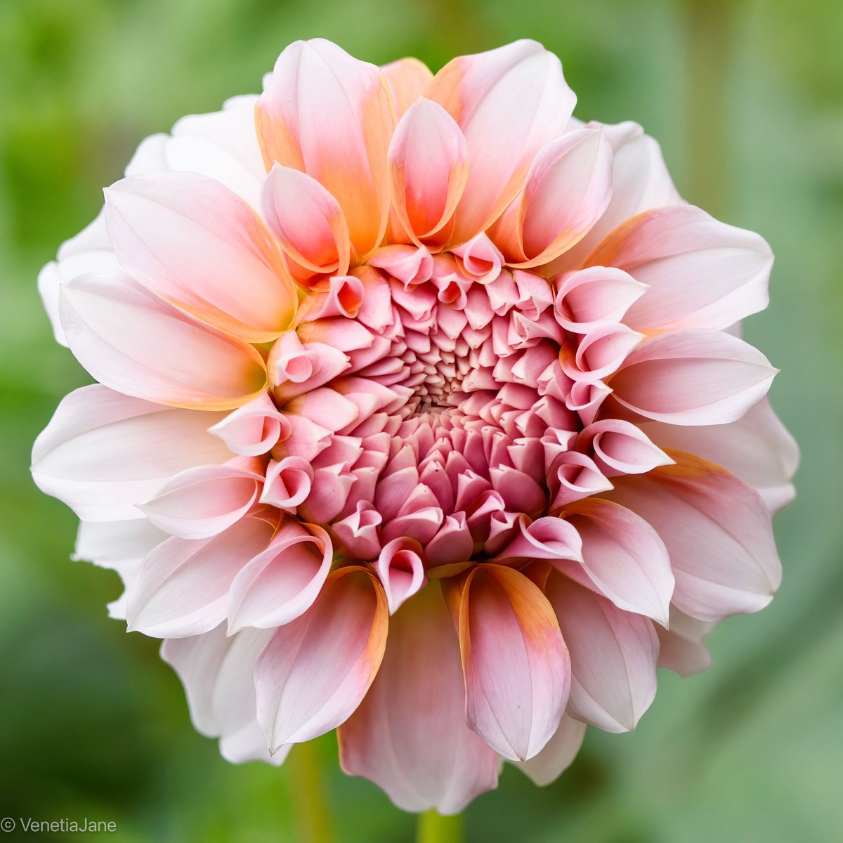 The deliciously delightful Dahlia ‘Peaches’ to wish you all a peachy new week! #MondayMotivation #DailyDahlia