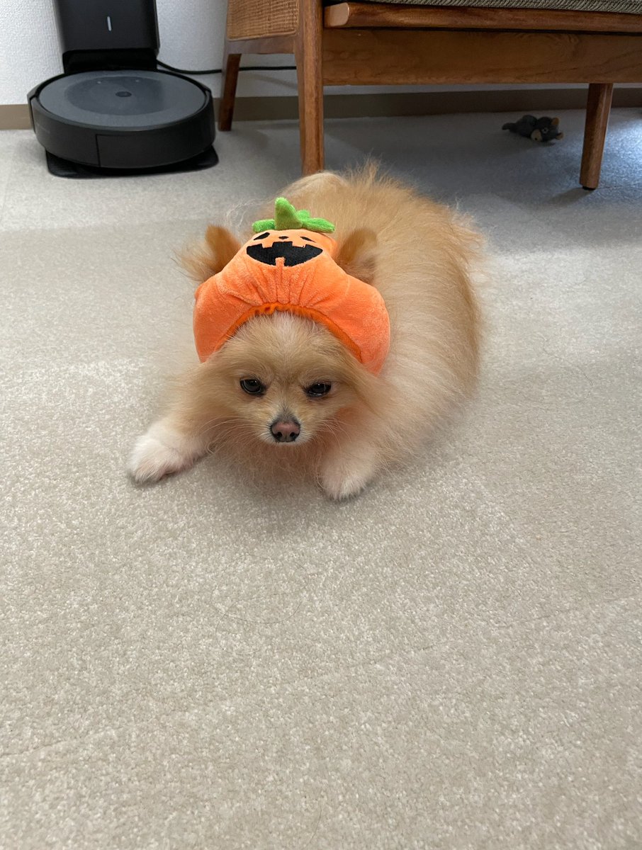 ciccio_pom's tweet photo. 🎃 https://t.co/o6Mssj99N0