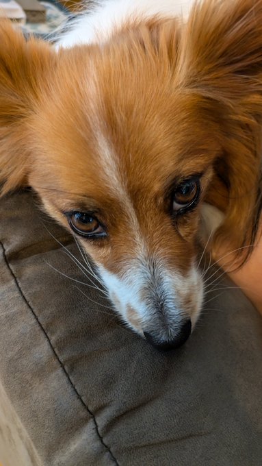 鼻の頭撫ですぎて、若干ハゲてきたかもしれない… 