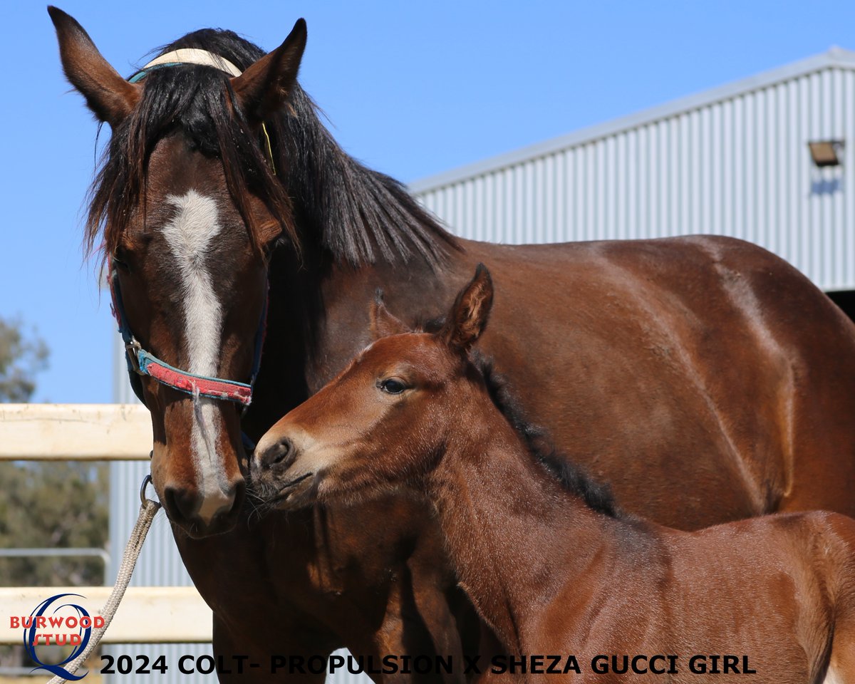 Burwood Stud (@studburwood) on Twitter photo After a few technical issues when are finally back up and running!
Foal number 22 has arrived ππ!!
This gorgeous colt is by PROPULSION out of SHEZA GUCCI GIRL for <a href="/TRButtRacing/">Tim & Riley Butt Racing</a>
<a href="/trumpbloodstock/">Anthony Perkins</a> After a few technical issues when are finally back up and running!
Foal number 22 has arrived ππ!!
This gorgeous colt is by PROPULSION out of SHEZA GUCCI GIRL for <a href="/TRButtRacing/">Tim & Riley Butt Racing</a>
<a href="/trumpbloodstock/">Anthony Perkins</a>