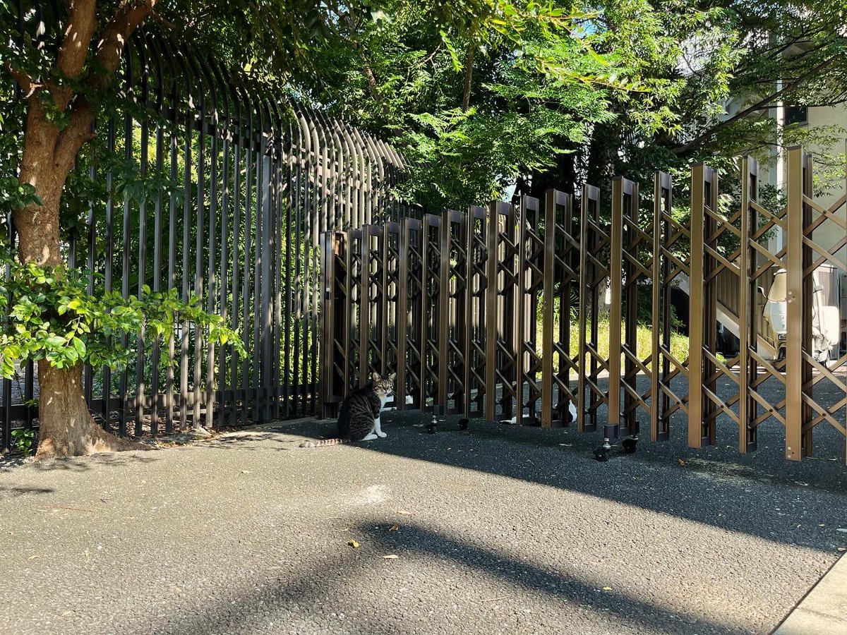 curanosuke's tweet photo. まだまだ暑いけど曇ったりもする朝の仙川ショートコース。
今朝も水鳥たちがたくさんいて、ほとりの丸池公園の田んぼの稲穂がたわわに実ってた。

さて、今週水曜日は、Asana東京コミュニティの登壇もあるので切り替えて準備追い込んでいきましよう。

#suuntoで5km走りました
#JUSTRUNWITH. https://t.co/LyF8W0bBbS