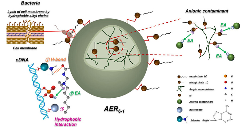 EnvSciTech's tweet image. This ES&amp;amp;T study describes the development of AER6–1, which efficiently removes both bacterial and #anionic #contaminants in #DrinkingWater by regulating the types of #AlkylChains on the resin exterior and within the pores.

Read: go.acs.org/aLl