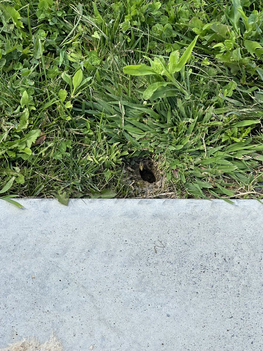TimothyLeithead's tweet photo. Hey @Tesla and @sheetz, the Montgomery PA supercharger station (at a Sheetz gas station) has a yellow jacket nest between station 3C and 3D right at rhe edge of rhe sidewalk. I didn’t get stung but others may not be so lucky! https://t.co/mHWfZeieLv