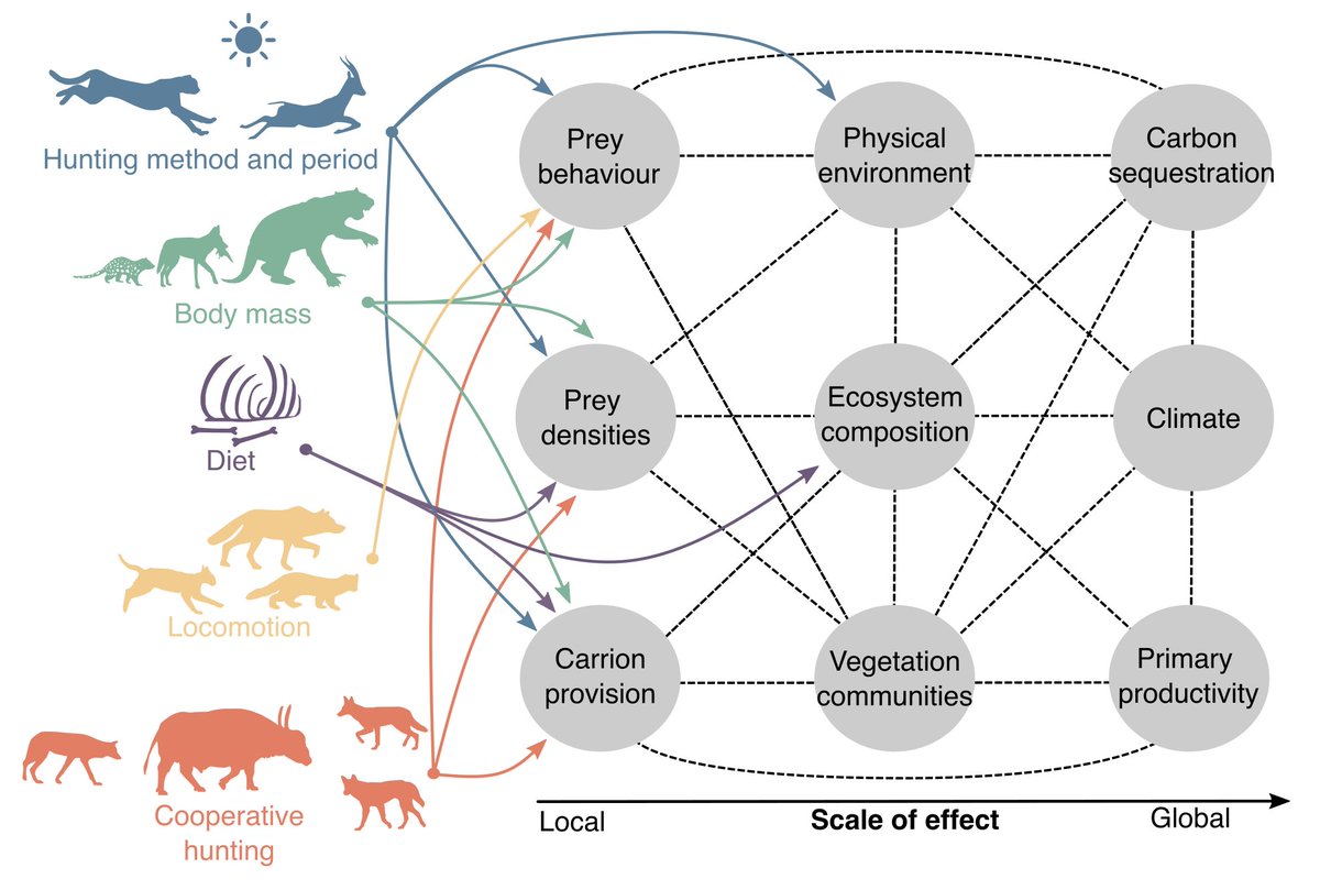 CarniTraits - The Traits of the World's Late Quaternary Terrestrial Mammalian Predators out now in <a href="/GEB_macro/">GEB Journal</a>.  The dataset features a suite of traits for recently extinct and all extant predators. 
onlinelibrary.wiley.com/doi/full/10.11…