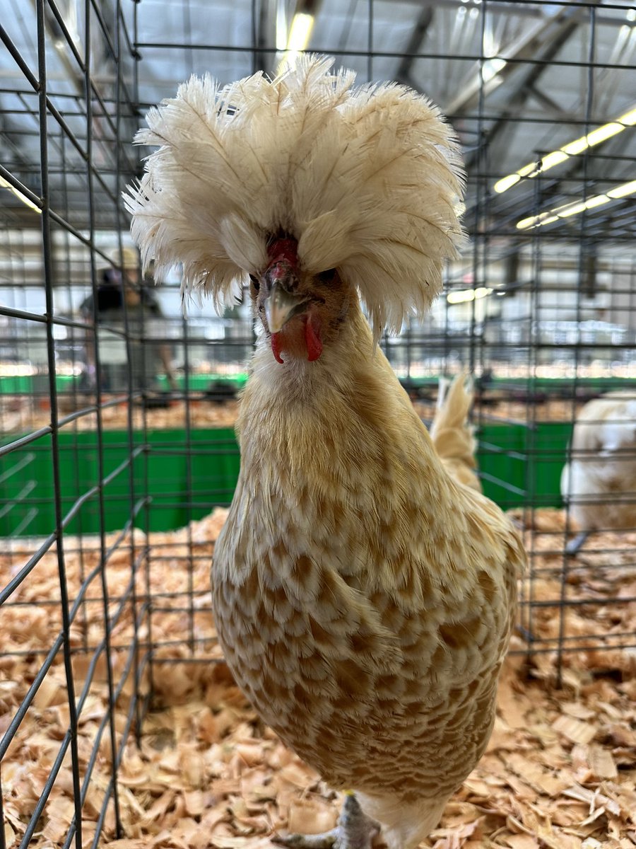 ShelbyHintze's tweet photo. Chickens I saw at the fair as Real Housewives https://t.co/iiIM7dpF1o