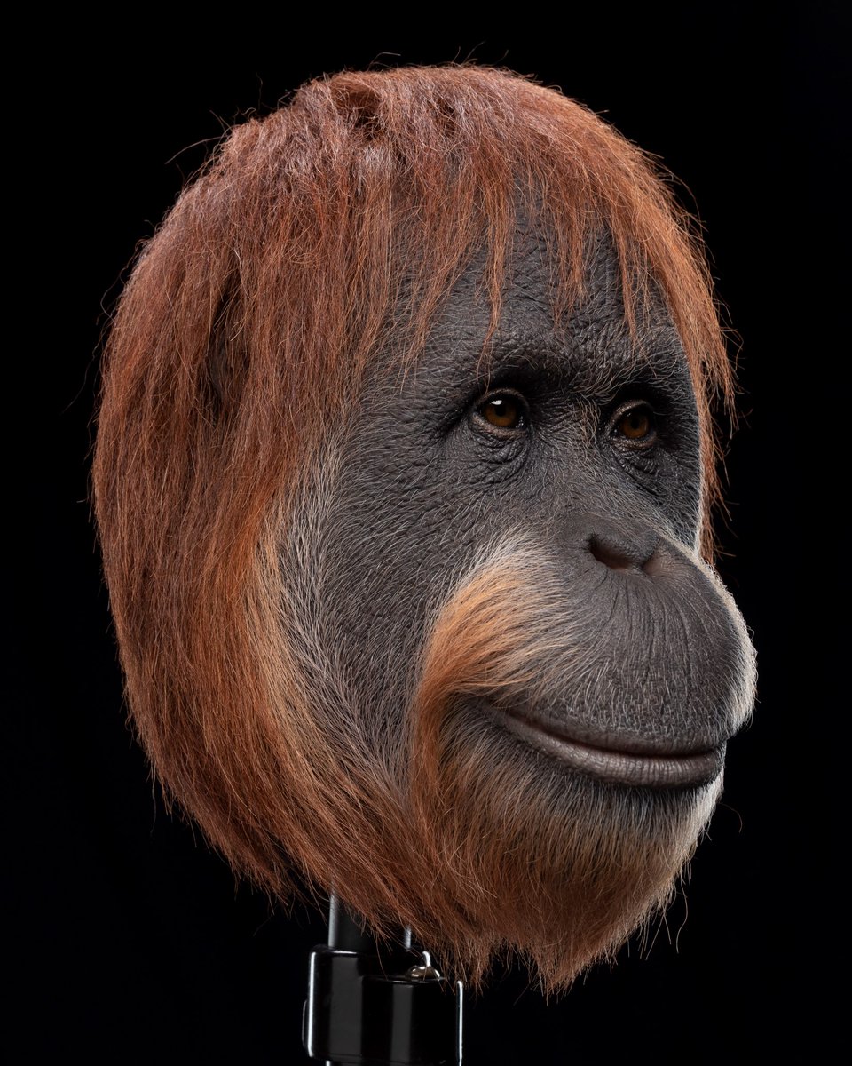 WetaWorkshop's tweet photo. Meet Raka, one of the gentler characters from The Kingdom of the Planet of the Apes. This is one of two physical busts we made for the film, used as a reference for the visual effects team.

#wetaworkshop #apesmovies #VFX #designstudio https://t.co/18AaiYbVhJ