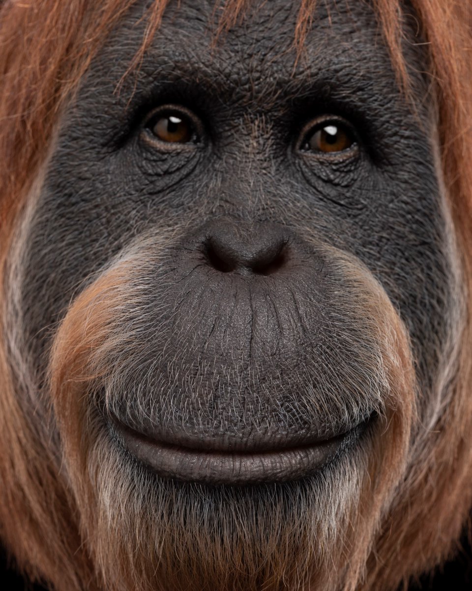 WetaWorkshop's tweet photo. Meet Raka, one of the gentler characters from The Kingdom of the Planet of the Apes. This is one of two physical busts we made for the film, used as a reference for the visual effects team.

#wetaworkshop #apesmovies #VFX #designstudio https://t.co/18AaiYbVhJ