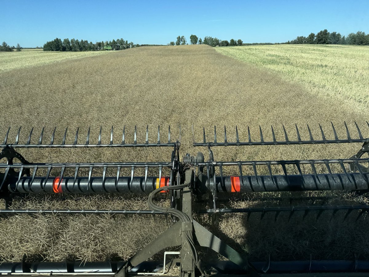 #Harvest24 begins.  Took 30 acres off on the 31st just to say harvest in August.  Today full bore on early canola. Drought tough on L345pc