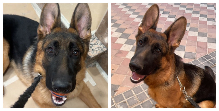 NuevaVidaAdop's tweet photo. #madrid 
KAKA cachorrete de 10 meses #pastoraleman
Su familia no dispone de tiempo para atenderlo: está todo el dia solito y sin atencion
NECESITA #URGENTE #casadeacogida o #adopcionresponsable 
Sociable con niños y 🐶
CONTACTO📩 facenuevavida@gmail.com
#cachorros #acoge #adopta https://t.co/knG46REi4F