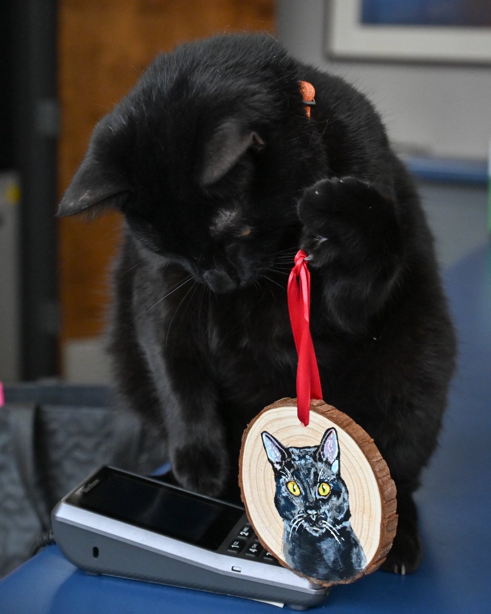 LKCreationsSC's tweet photo. How cute is this black cat art 🖤 featuring Chassis https://t.co/Re3xo4gmVv