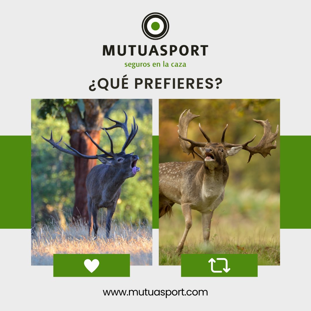 🦌 💬 𝗠𝗜É𝗥𝗖𝗢𝗟𝗘𝗦 𝗗𝗘 𝗗𝗘𝗕𝗔𝗧𝗘

¿Eres más de cazar el ciervo en berrea o de cazar el gamo en ronca?
Ambos momentos son únicos y muy especiales en la naturaleza, pero cada cazador tiene su favorito.

¡Déjanos en los comentarios cuál eliges y por qué!👇👇