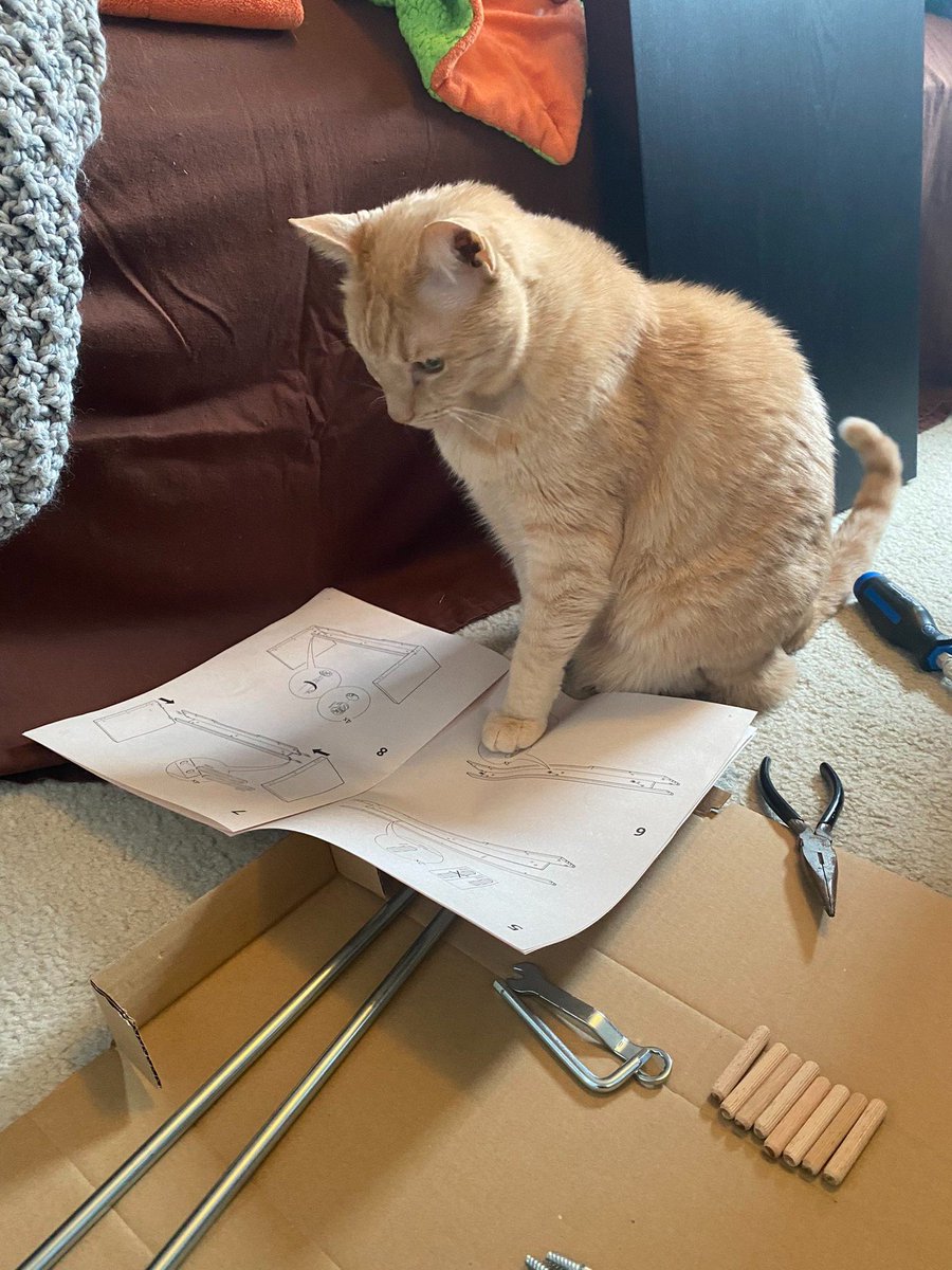 CatWorkers's tweet photo. He seems to know what he's doing. https://t.co/N8vsGRotBO