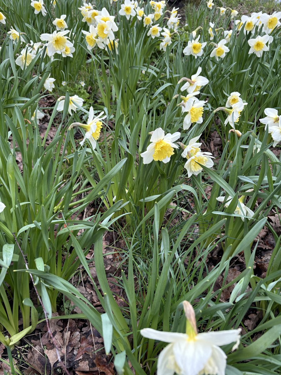Vakar vēl Stokholmā narcises bildēju, nu jau viršu ziedēšana uz beigām iet. Apturiet laika ratu!
